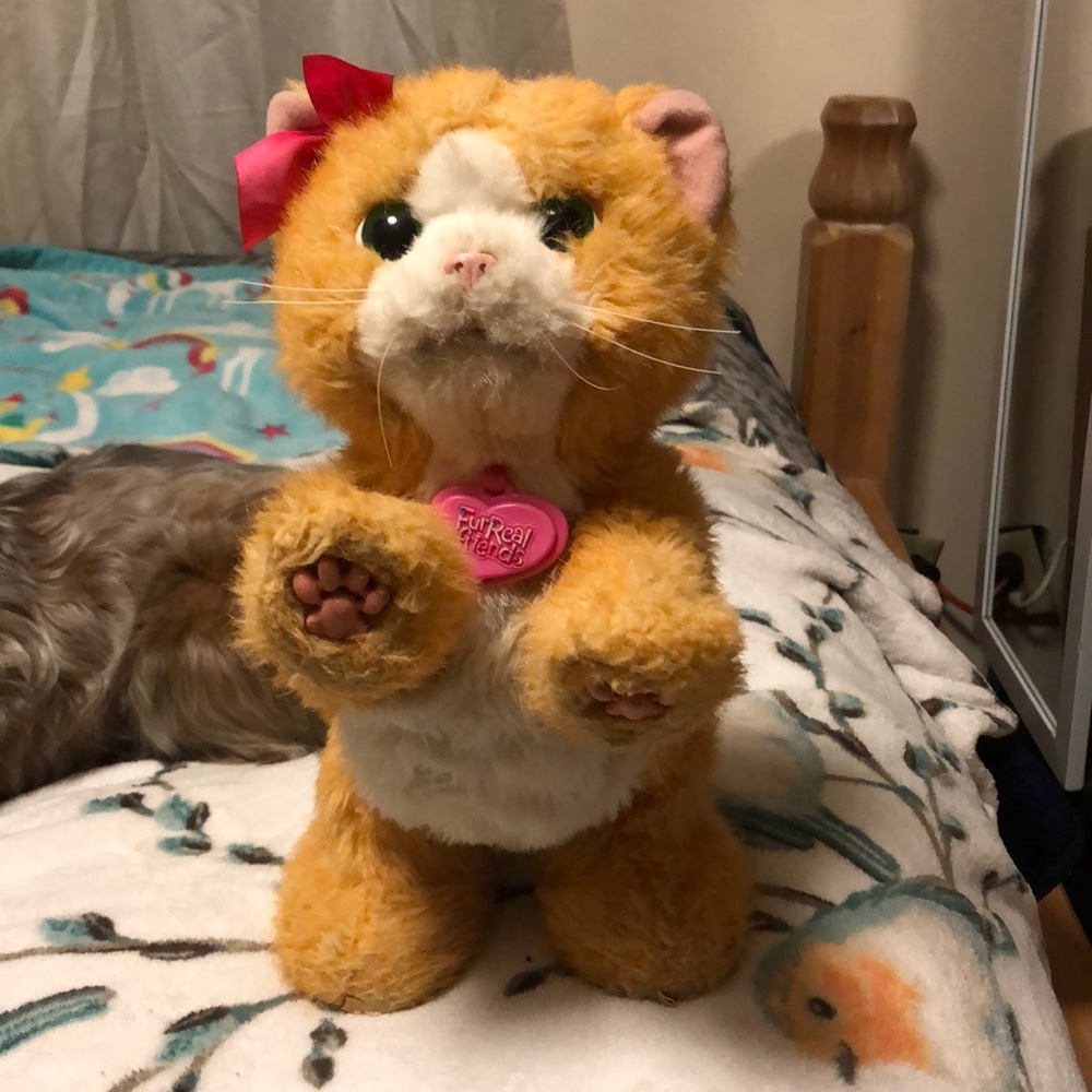 Orange cat